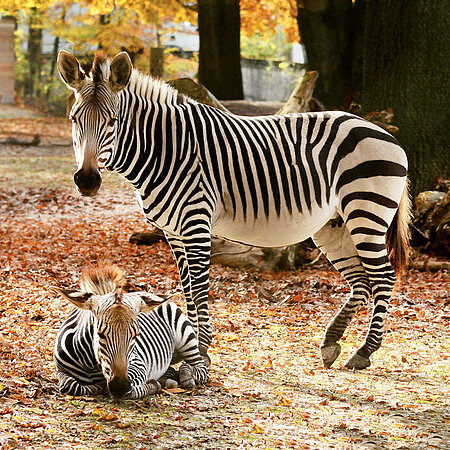 Zebra