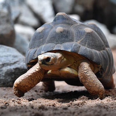 Eine Madagaskar-Strahlenschildkröte läuft auf die Kamera zu.