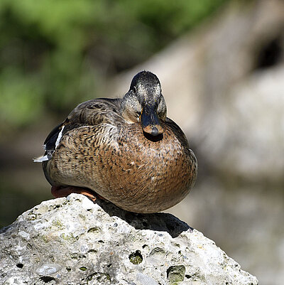 On the picture you can see a sickle duck sitting on a small rock and looking into the camera.