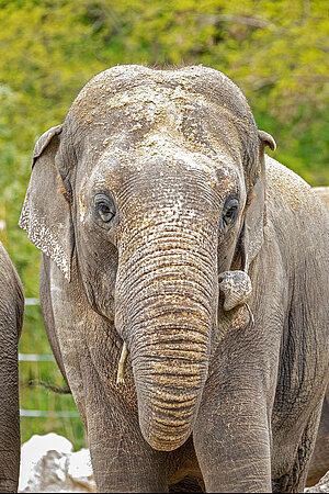 Ein asiatische Elefant.