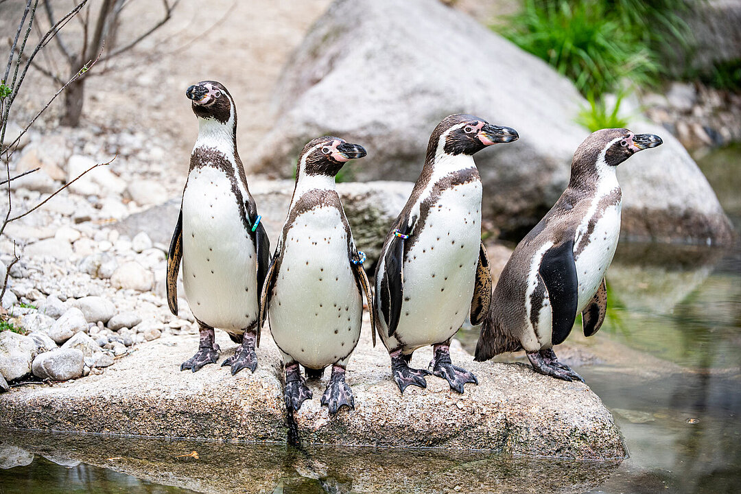 Eine Gruppe von Humboldtpinguinen.