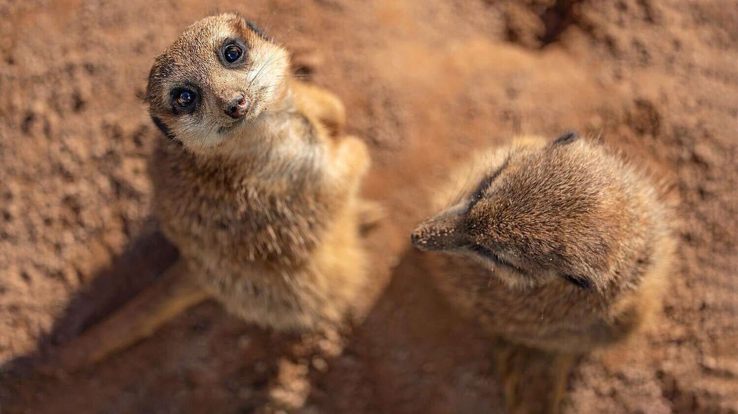 zwei Erdmännchen im Tierpark Hellabrunn 