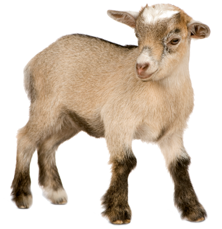 Ein Zwergziegen Jungtier. 