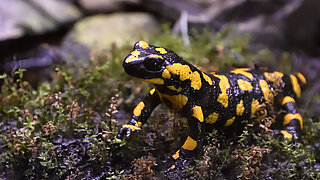 Feuersalamander