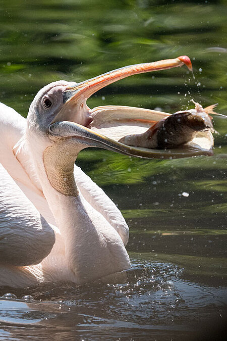 Ein Pelikan frisst einen Fisch.