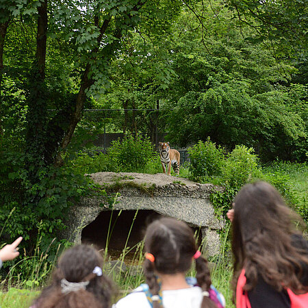 Schüler der Tierparkschule beobachten einen der Hellabrunner Tiger.
