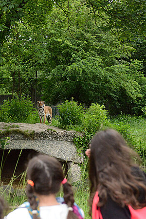 Schüler der Tierparkschule beim Tiger beobachten.