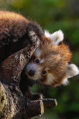 Ein Jungtier vom roten Panda.