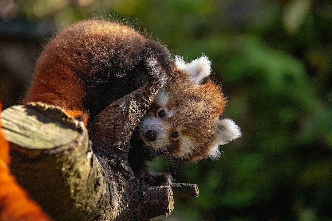 Ein Jungtier vom roten Panda.