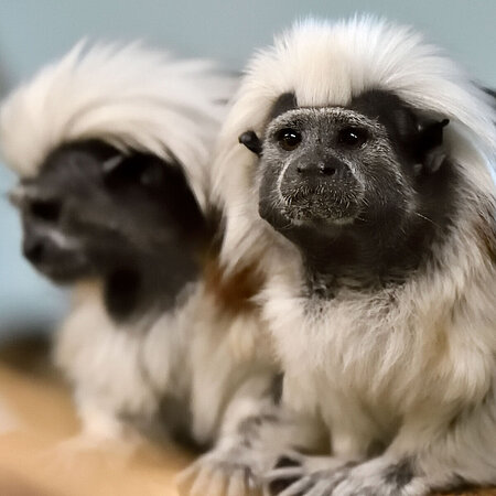 Auf dem Bild kann man zwei Lisztäffchen nebeneinander im Tierpark Hellabrunn sitzen sehen.