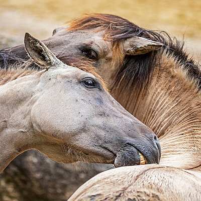 A partial shot of two tarpans grooming each other.  