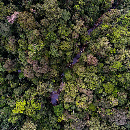 Drohnenaufnahme vom Regenwald in Ecudao