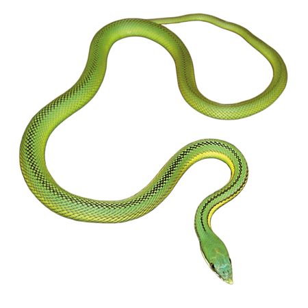 A green long-nosed shrub viper in Hellabrunn Zoo.