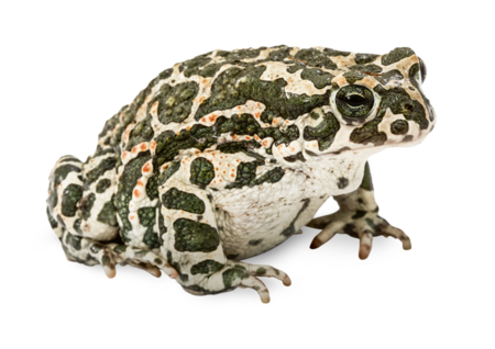 A European green toad sits on its hind legs and looks to the right side of the picture.