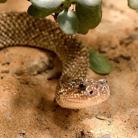 Eine Uracoan Klapperschlange liegt auf sandigem Boden im Tierpark Hellabrunn. 