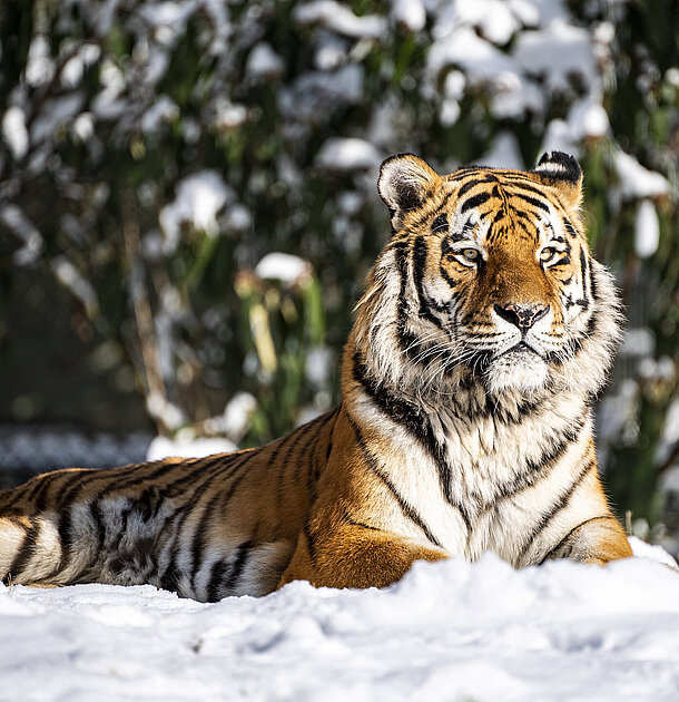 Ein Tiger liegt im Schnee.