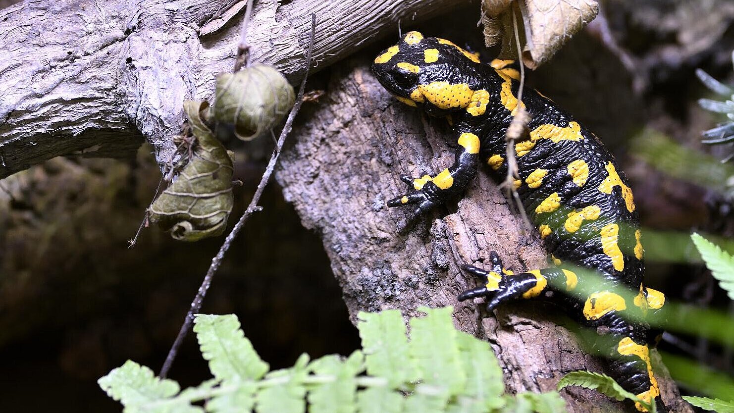 Feuersalamander im Tierpark Hellabrunn