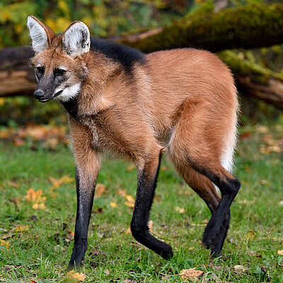 Mähnenwolf im Tierpark Hellabrunn.