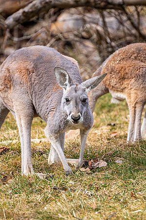 Das Bild zeigt ein Flinkwallaby welches auf einer grünen Wiese sitzt. Das Fell ist braun und am Bauch weiß.