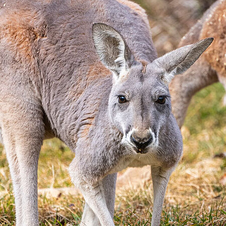 Das Bild zeigt ein Flinkwallaby welches auf einer grünen Wiese sitzt. Das Fell ist braun und am Bauch weiß.