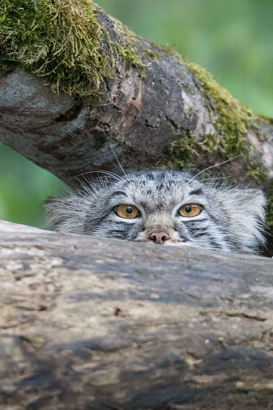 Ein Manul blickt hinter einem Baumstamm hervor.