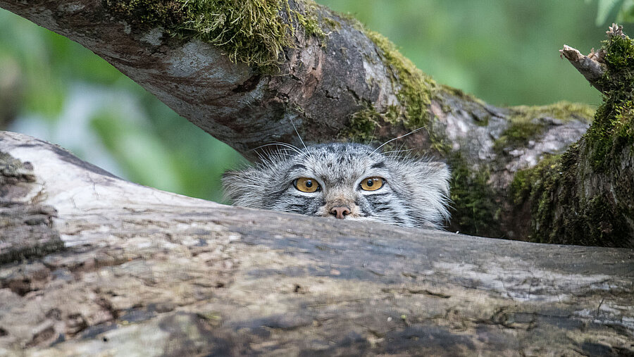 Ein Manul blickt hinter einem Baumstamm hervor.