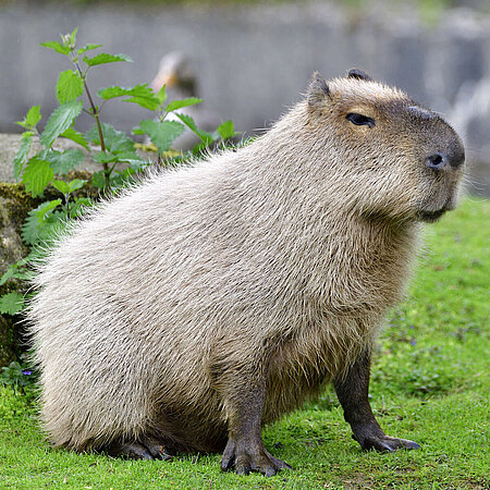 Auf diesem Bild sieht man ein Wasserschwein, welches auf einer grünen Wiese im Tierpark Hellabrunn sitzt. 