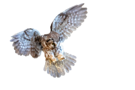 A Boreal owl on approach. He has his wings wide open and flies towards the camera.