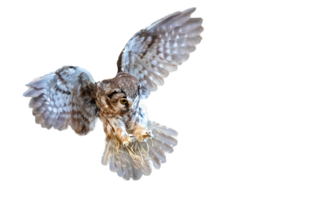 Boreal owl A Boreal owl on approach. He has his wings wide open and flies towards the camera.