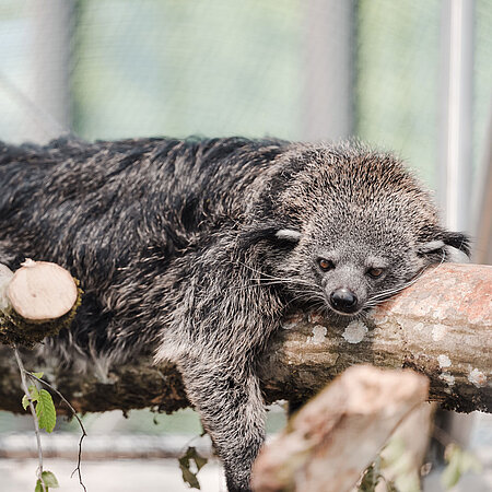 Ein Binturong