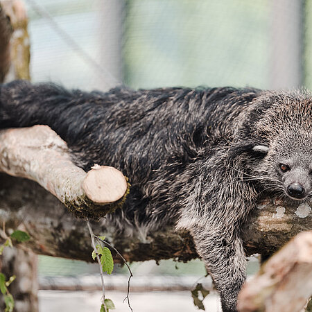 Ein Binturong