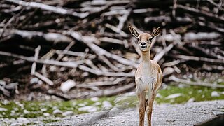 Hirschziegenantilope im Tierpark Hellabrunn 