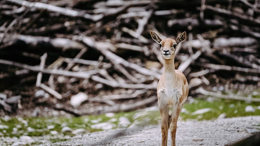 Hirschziegenantilope im Tierpark Hellabrunn