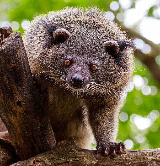 Ein Binturong