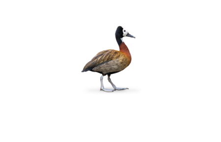 White-faced Whistling Duck A White-faced Whistling Duck walks towards the right edge of the image.