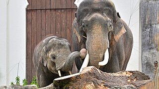 Otto mit seinem Vater Gajendra im Tierpark Hellabrunn 