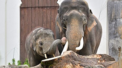 [Translate to English:] Otto mit seinem Vater Gajendra im Tierpark Hellabrunn 