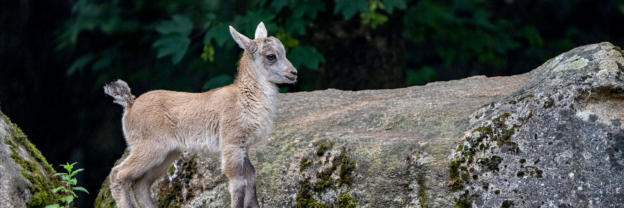 Tierpark Hellabrunn