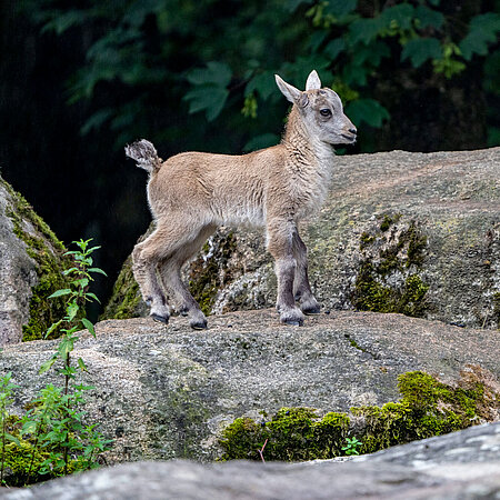 [Translate to English:] Ein Alpensteinbock-Jungtier.