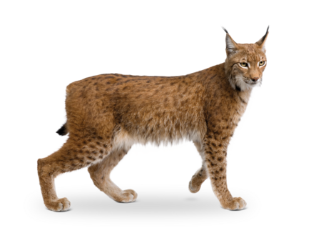 Europäischer Luchs Das Bild zeigt einen laufenden Europäischen Luchs.
