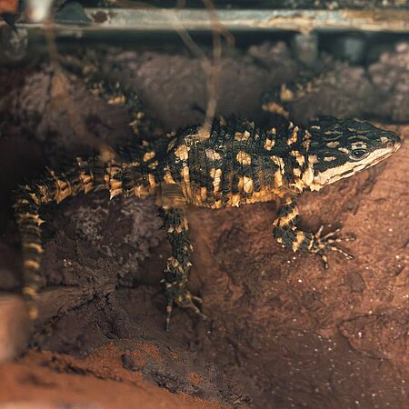 braungelb-gefleckte Echse liegt auf einem rötlichen Stein