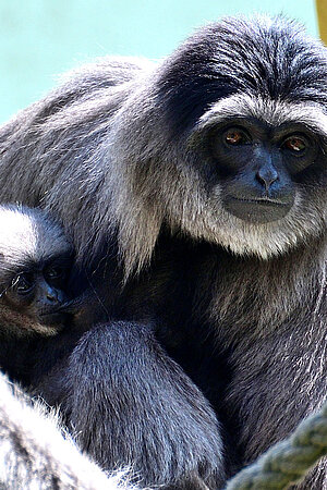 Ein Silbergibbon und dessen Nachwuchs sitzen auf deren Klettergerüst