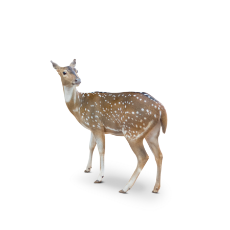 The picture shows a chital. The body of the animal is seen from behind, but the head is turned towards the camera.