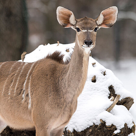 Ein weiblicher großer Kudu steht und blickt aufmerksam in die Kamera.