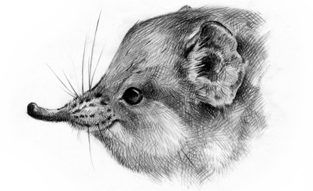 Round-eared elephant shrew The black and white drawing of a Round-eared elephant shrew head.