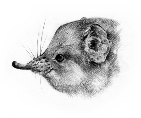 The black and white drawing of a Round-eared elephant shrew head.