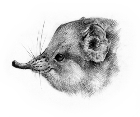 Round-eared elephant shrew The black and white drawing of a Round-eared elephant shrew head.