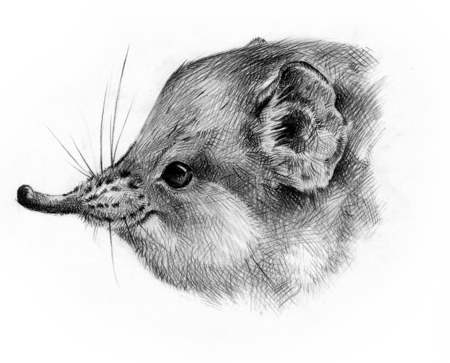 Die schwarz-weiß Zeichnung eines Kurzohrrüsselspringer-Kopfes.