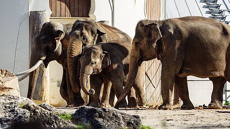 Asiatische Elefanten im Tierpark Hellabrunn