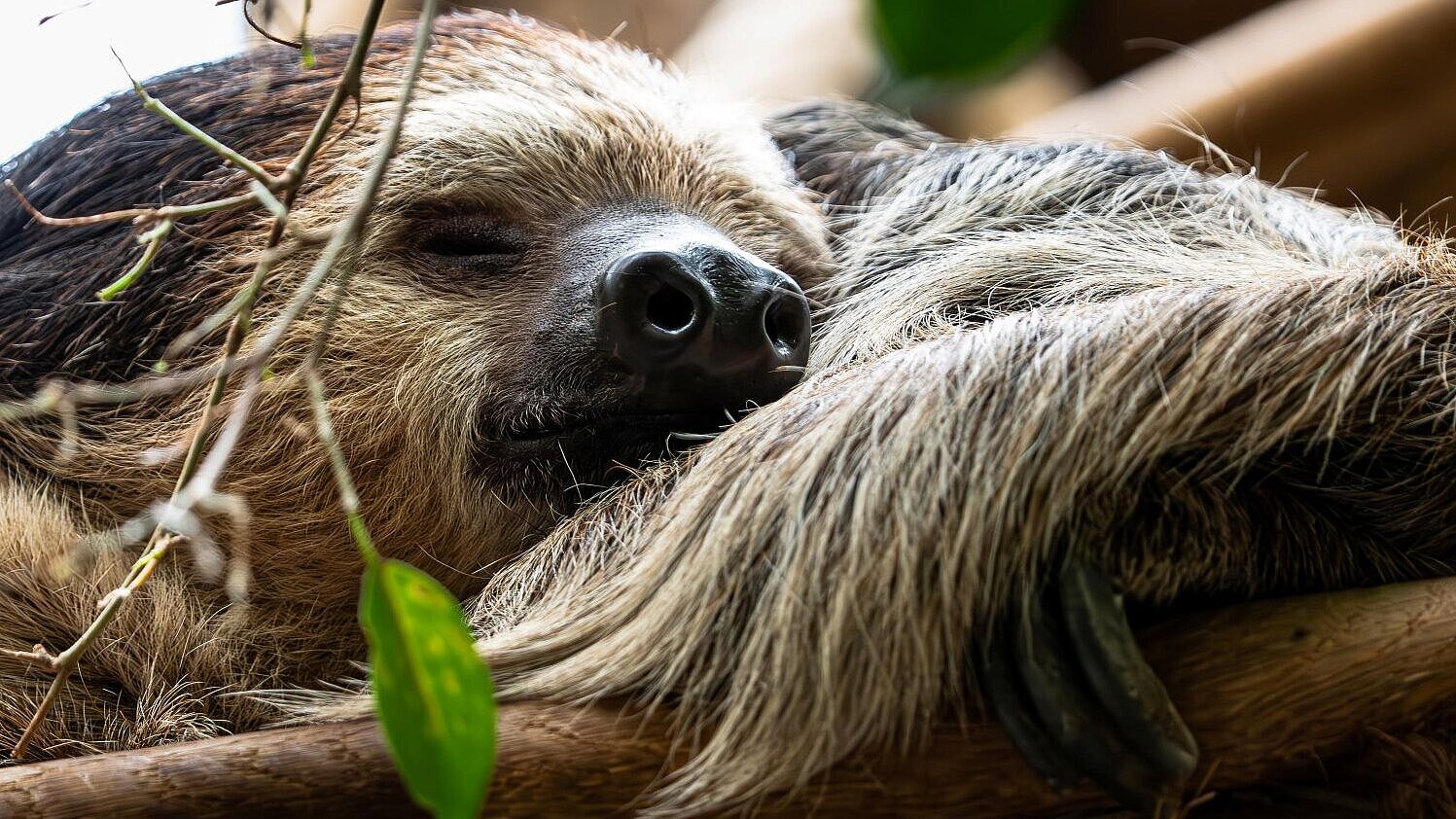 Zweifingerfaultier im Tierpark Hellabrunn